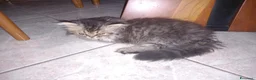 Persiano gatti in vendita: Cuccioli di persiani a pelo lungo a Provincia di Chieti - Annuncio 3
