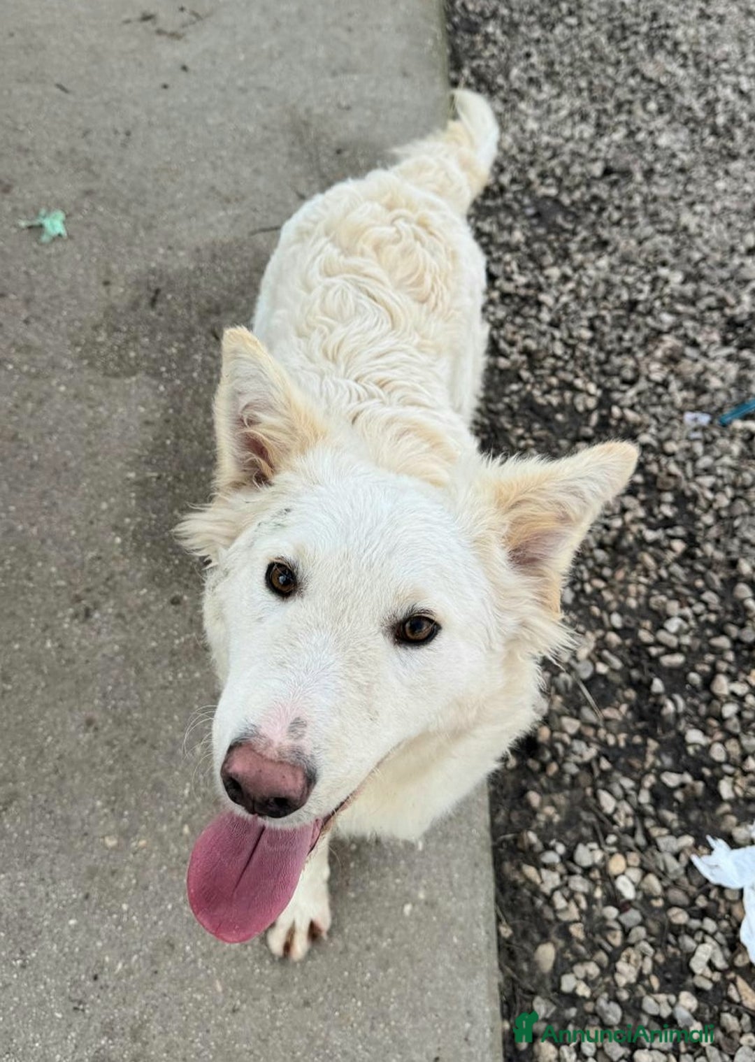 Meticcio cani in regalo: Curzio 10 mesi taglia media  - Annuncio 4