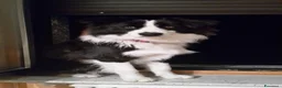 Border Collie cani per accoppiamento: border collie maschio per accoppiamento a Provincia di Sondrio - Annuncio 2