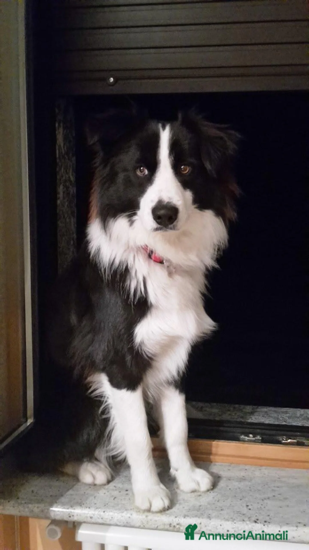 Border Collie cani per accoppiamento: border collie maschio per accoppiamento a Provincia di Sondrio - Annuncio 2