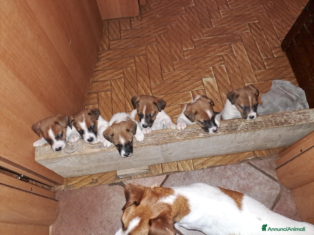 Jack Russell cani in vendita: Cuccioli di Jack Russell con pedigree  a Provincia di Bergamo - Immagine 6
