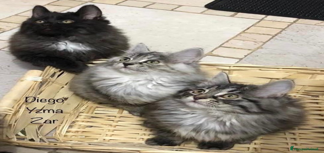 Immagine della galleria {{count}}