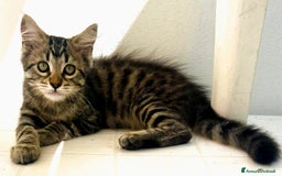 Europeo gatti in regalo: Kimera  - Annuncio 2