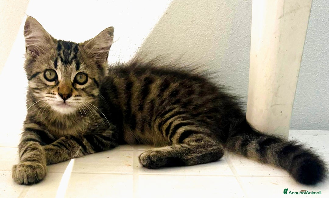 Europeo gatti in regalo: Kimera  - Annuncio 2