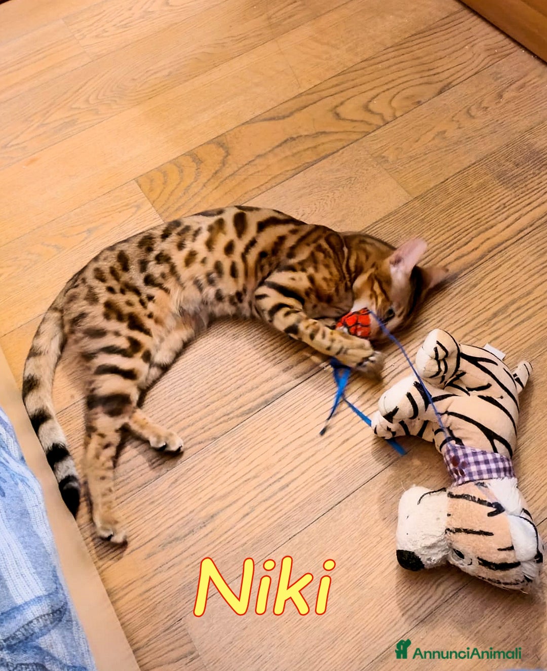 Bengala gatti in regalo: NIKI DOLCISSIMA GATTINA BENGALA   - Annuncio 3