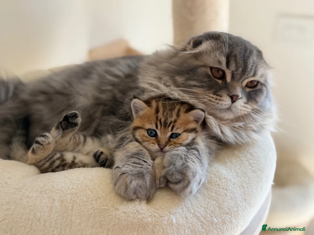 Scottish gatti in vendita: Scottish fold&straihgt - Annuncio 1