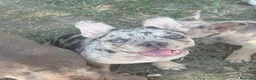Bulldog Francese cani in vendita: Bulldog francese - Annuncio 2
