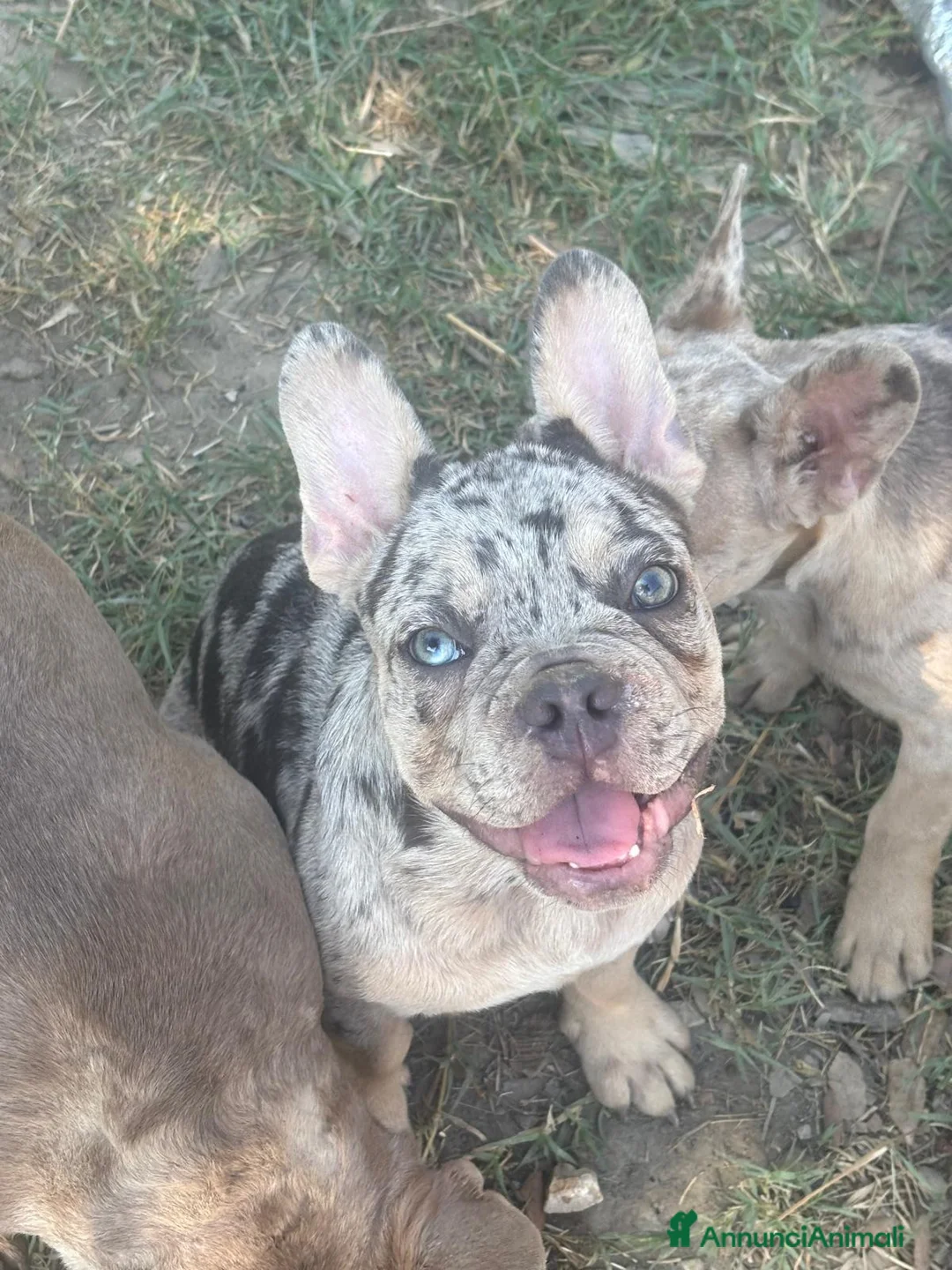 Bulldog Francese cani in vendita: Bulldog francese - Annuncio 2
