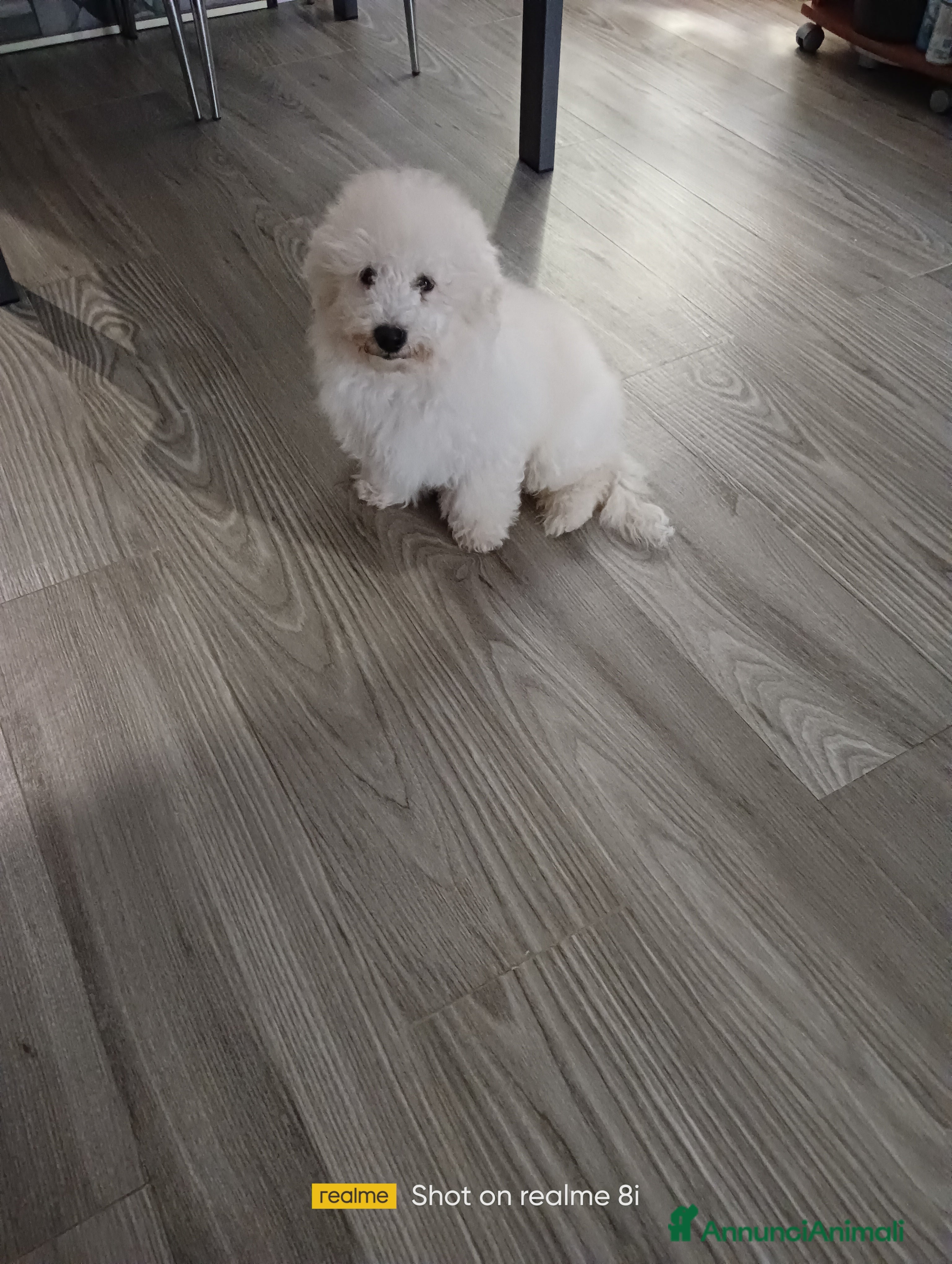 Meticcio cani Maltipoo barboncino maschio  - Annuncio 5
