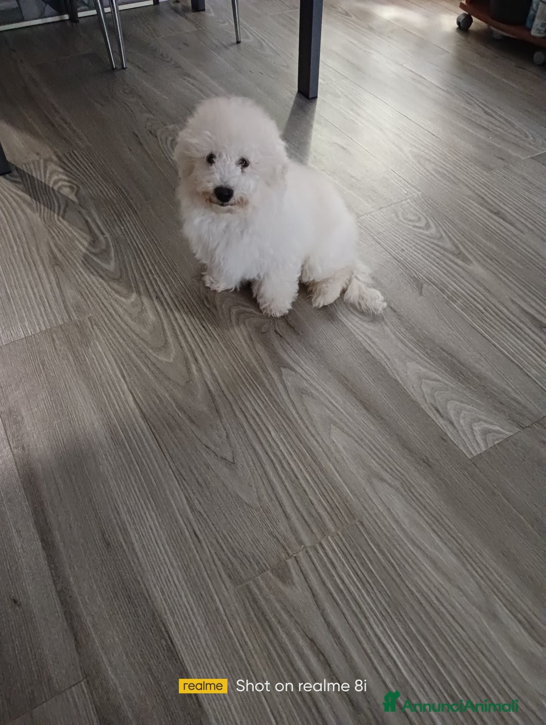 Meticcio cani in vendita: Maltipoo barboncino maschio  - Annuncio 1