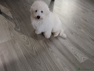 Meticcio cani Maltipoo barboncino maschio - Annuncio 13