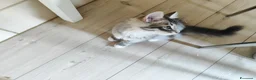 Siberiano gatti in vendita: Cucciola siberiana in vendita  - Annuncio 3