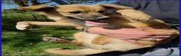 Meticcio cani in regalo: MIRA STUPENDA CUCCIOLA 6 MESI DAGLI OCCHI DOLCI CE - Annuncio 4