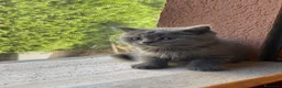 British gatti in vendita: 🐾 I piccoli gattini pelosi e adorabili  - Annuncio 4