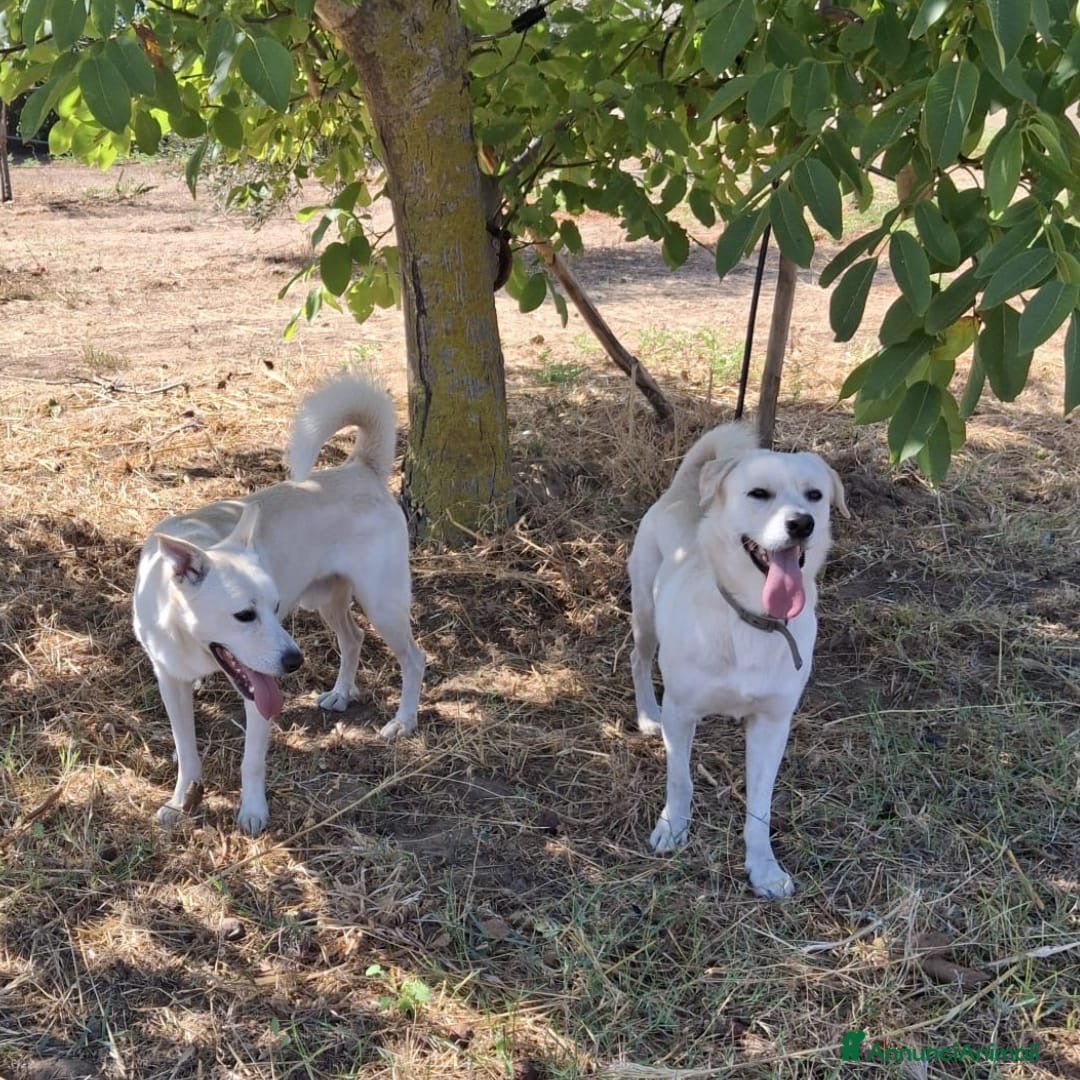 Meticcio cani in regalo: SHERLOCK 💙 -dolce cucciolone di cui innamorarsi😍 - Annuncio 3