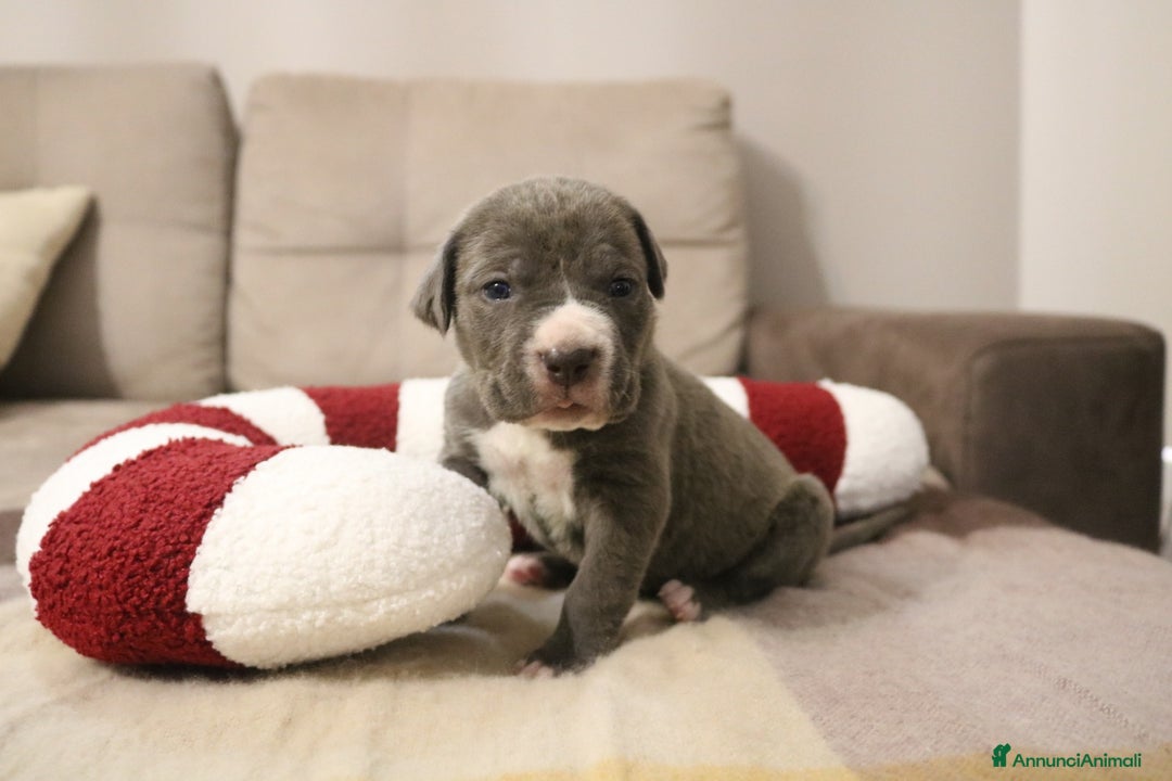 Cane Corso cani in vendita: Cuccioli Cane Corso grigi  - Annuncio 9