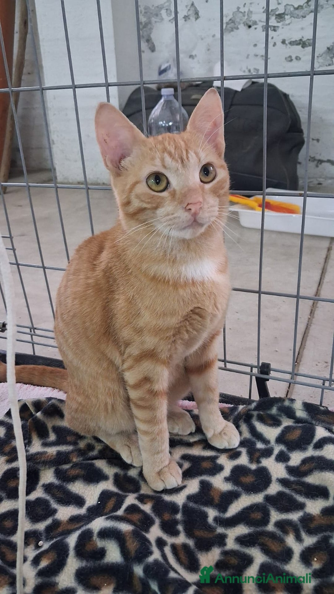 Altre razze gatti in regalo: GATTINA MERAVIGLIOSA - Annuncio 15