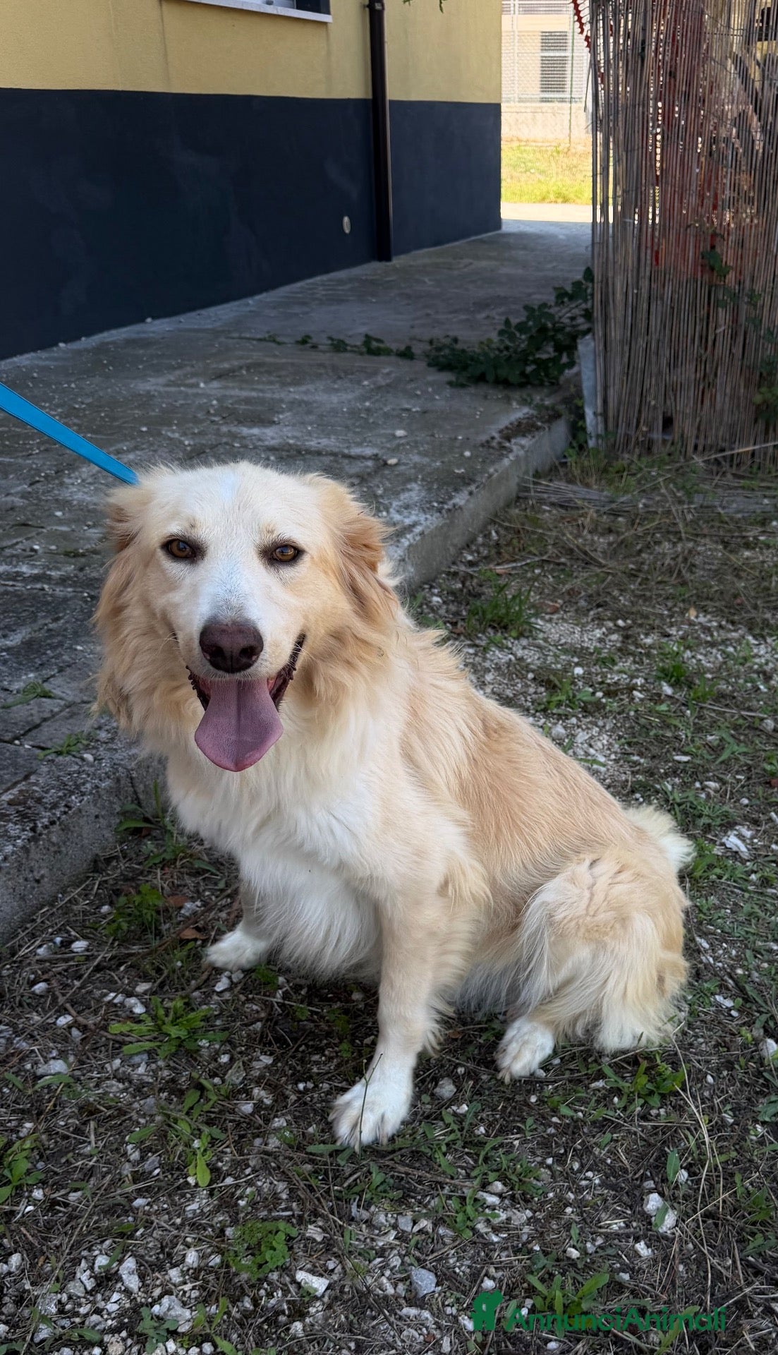 Meticcio cani Peppe - Annuncio 25