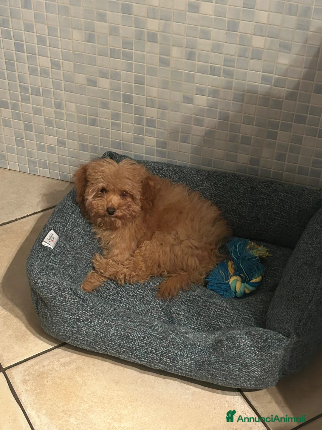 Barboncino Toy cani in vendita: BARBONCINO RED TOY  a Provincia di Como - Annuncio 3