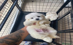 Maltese cani in vendita: Cuccioli maltesi toy - Immagine 2