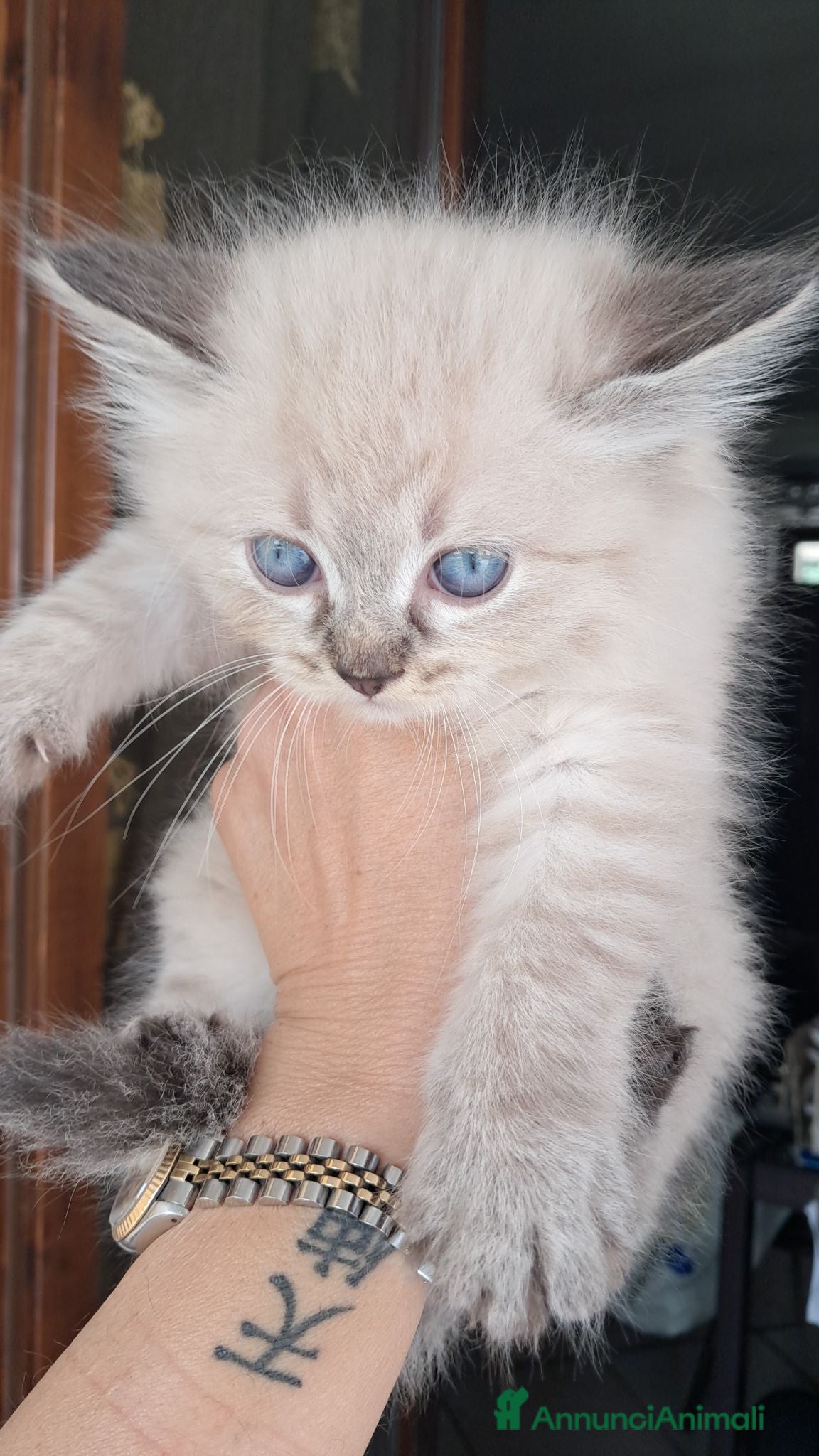 Siberiano gatti Gattini siberiani neva  - Annuncio 27