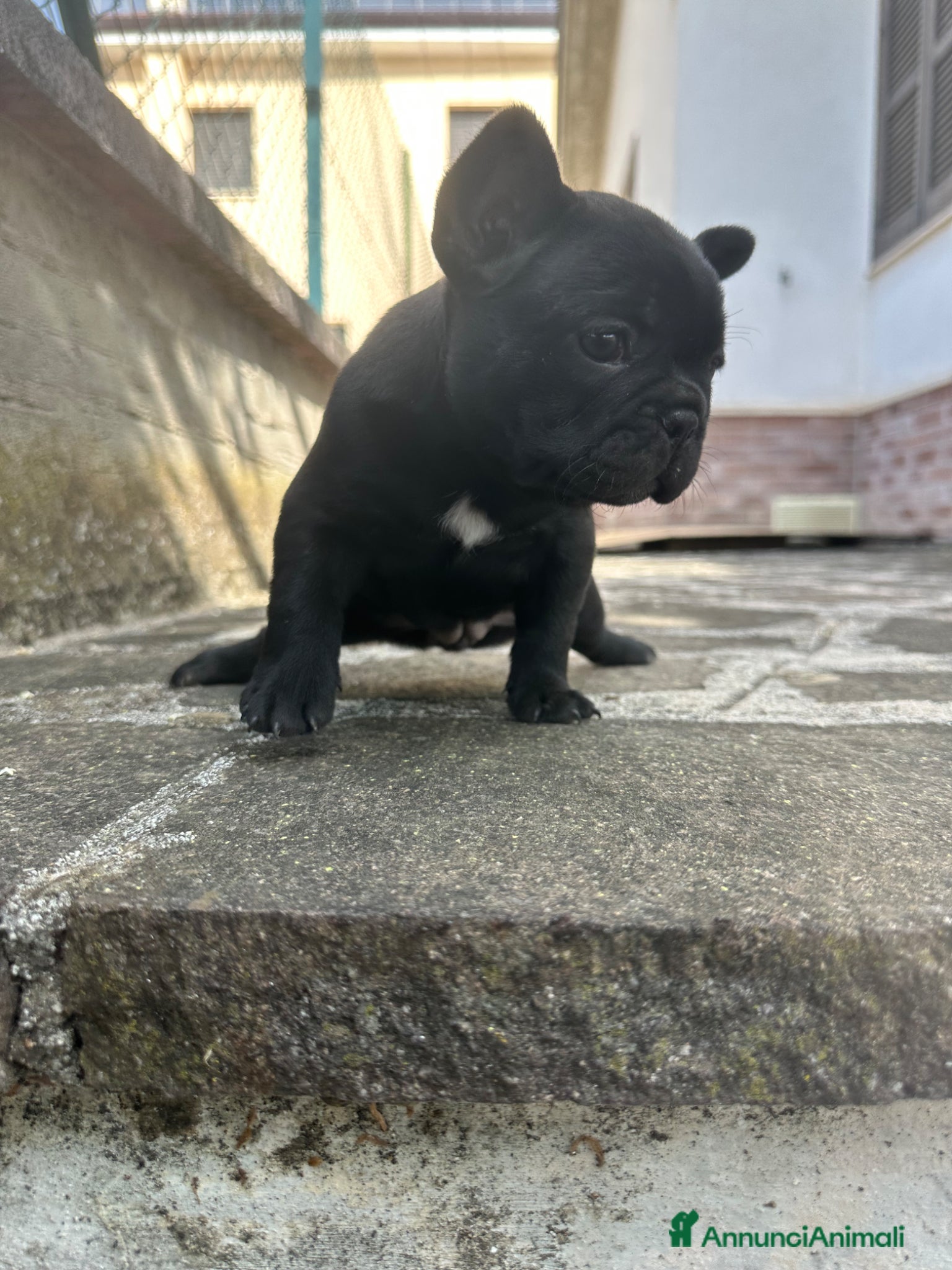 Bulldog Francese cani in vendita: bulldog francese blue e nero tigrato  - Annuncio 7