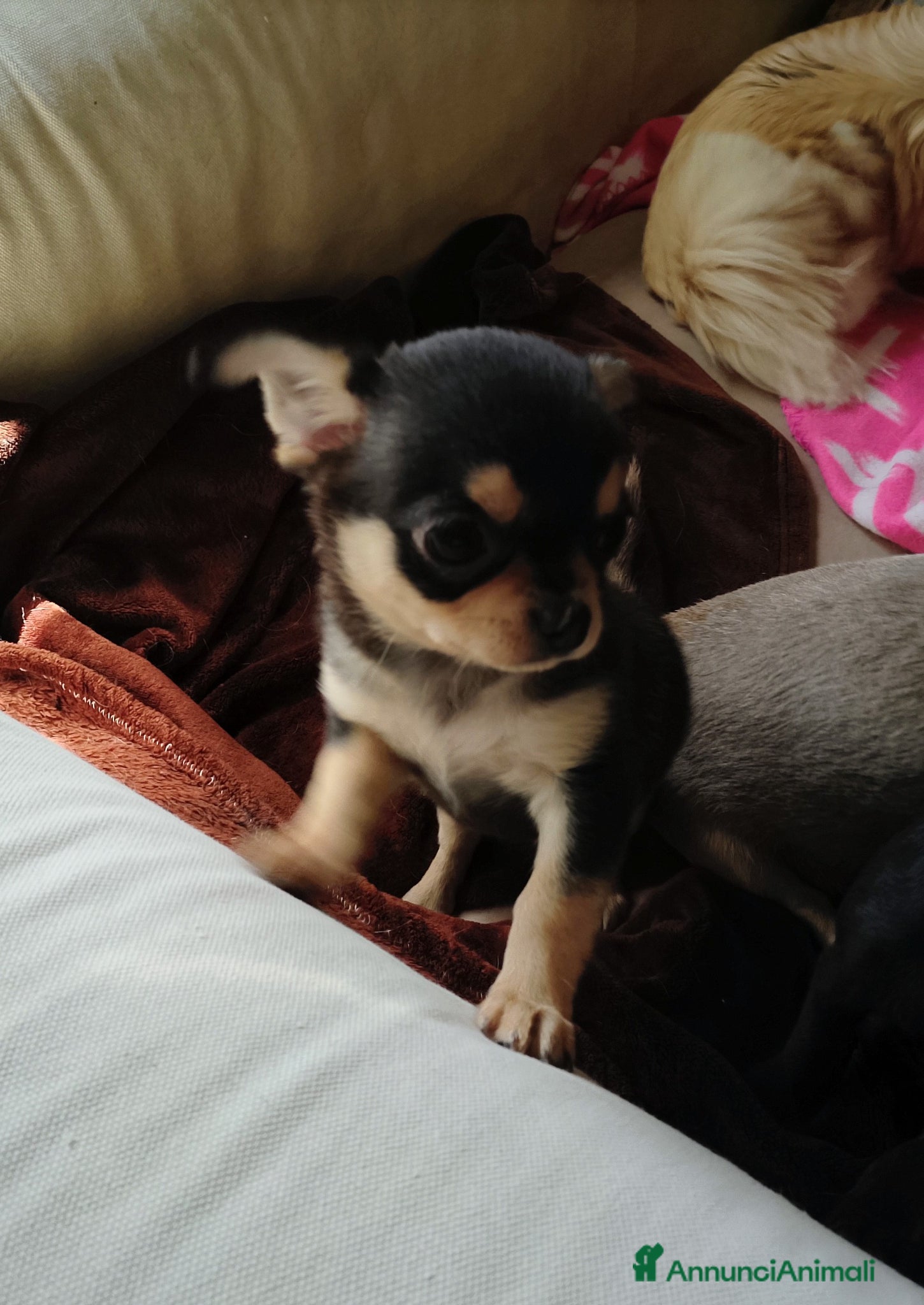 Chihuahua cani Chihuahua pedigree ENCI  - Annuncio 3