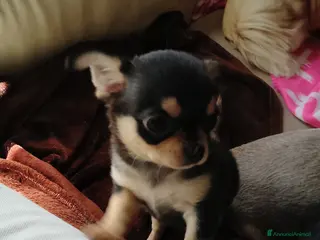 Chihuahua cani Chihuahua pedigree ENCI - Annuncio 3
