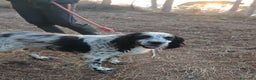 Setter Inglese cani in regalo: Splendido Setter Inglese - JACK - Annuncio 5