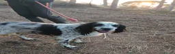 Setter Inglese cani in regalo: Splendido Setter Inglese - JACK - Annuncio 5