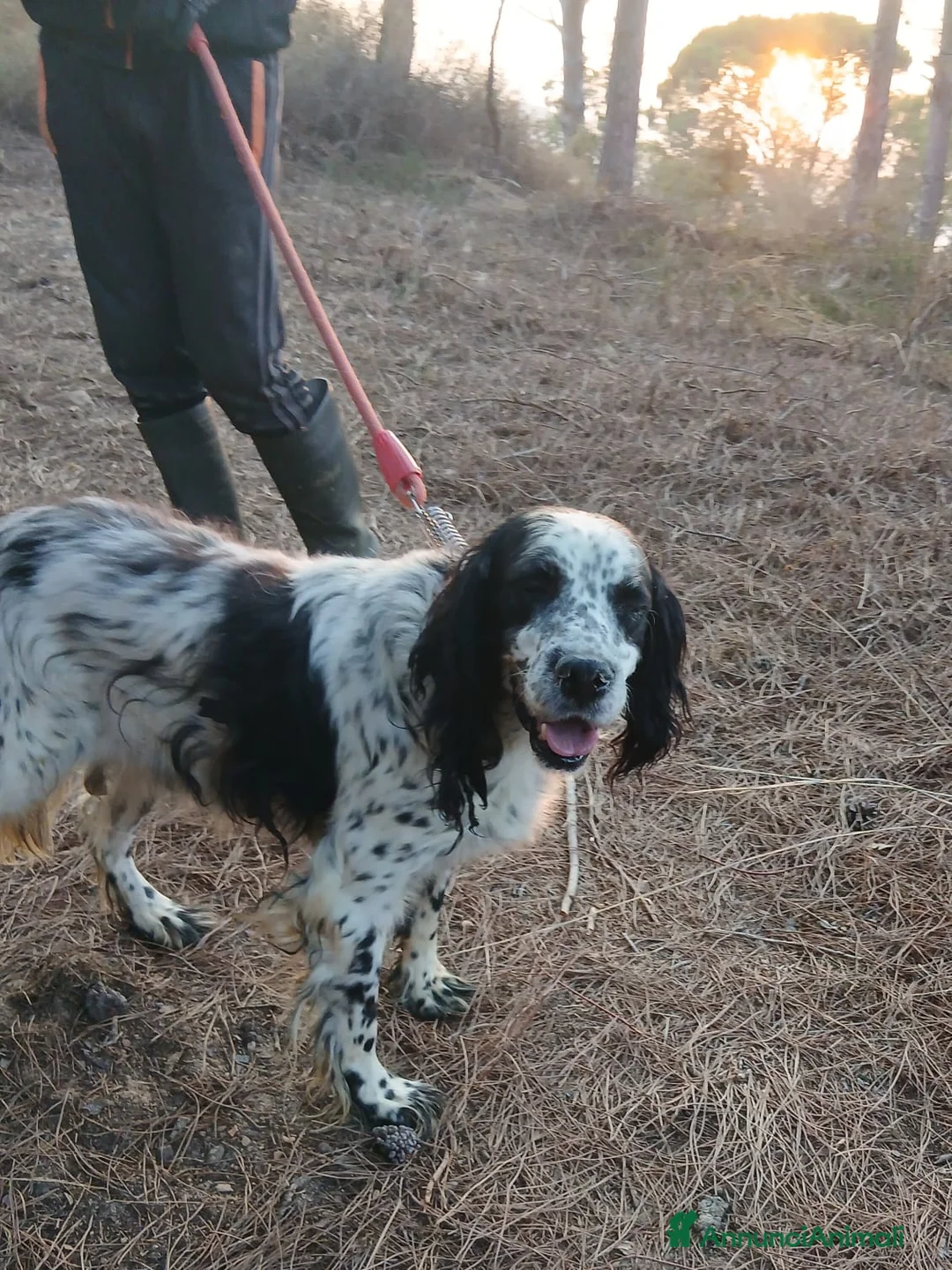 Setter Inglese cani in regalo: Splendido Setter Inglese - JACK - Annuncio 5