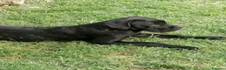 Cane Corso cani in regalo: Cucciole Cane Corso  - Annuncio 5