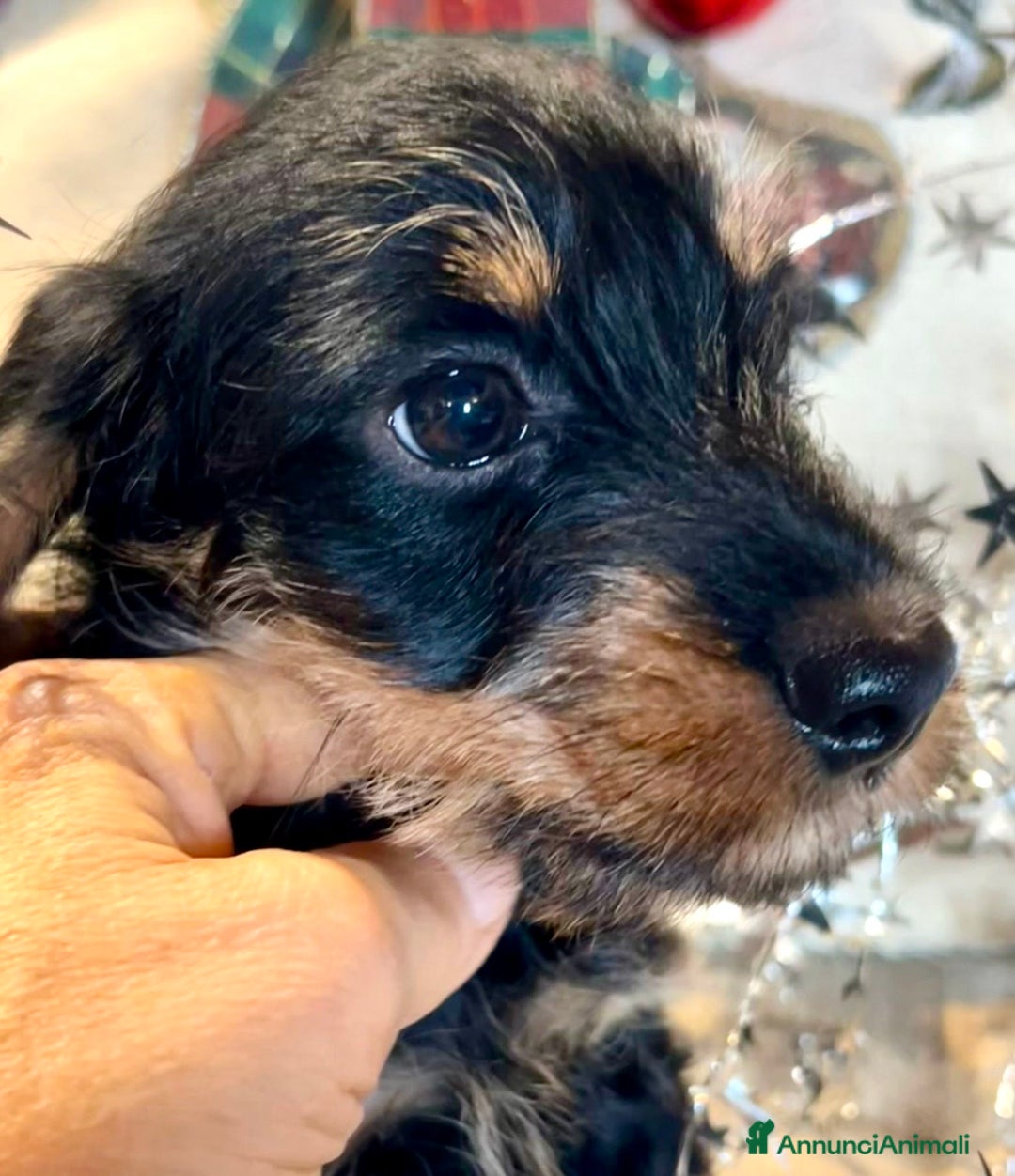 Bassotto cani in vendita: Cuccioli di Bassotto pelo duro con Pedigree Enci - Annuncio 22