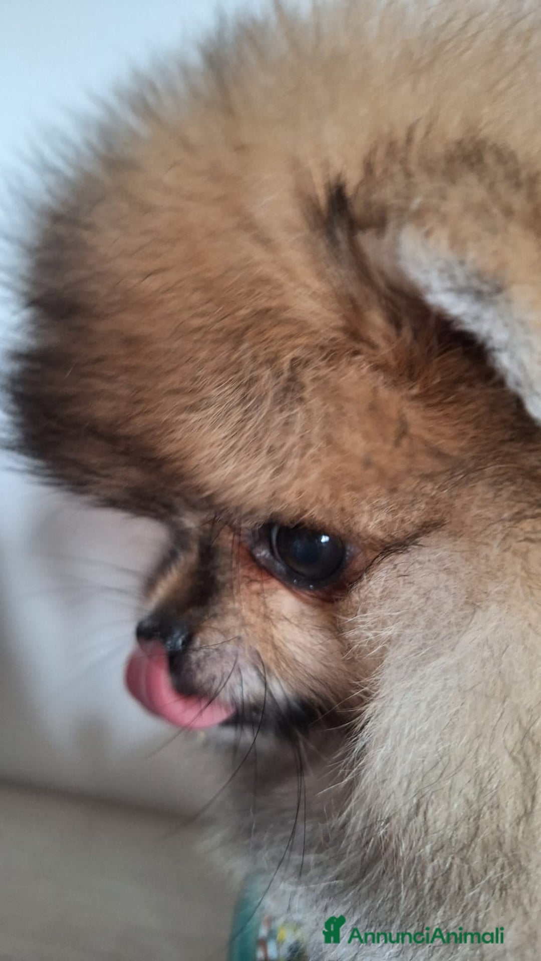 Volpino Pomerania cani in vendita: Spitz tedesco nano - Annuncio 17