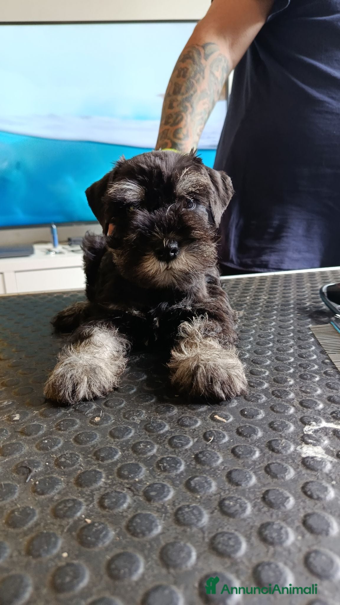 Mini Schnauzer cani Cuccioli di Schnauzer nano Nero Argento  - Annuncio 7
