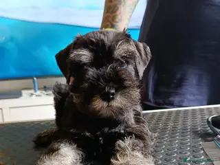 Mini Schnauzer cani Cuccioli di Schnauzer nano Nero Argento - Annuncio 7