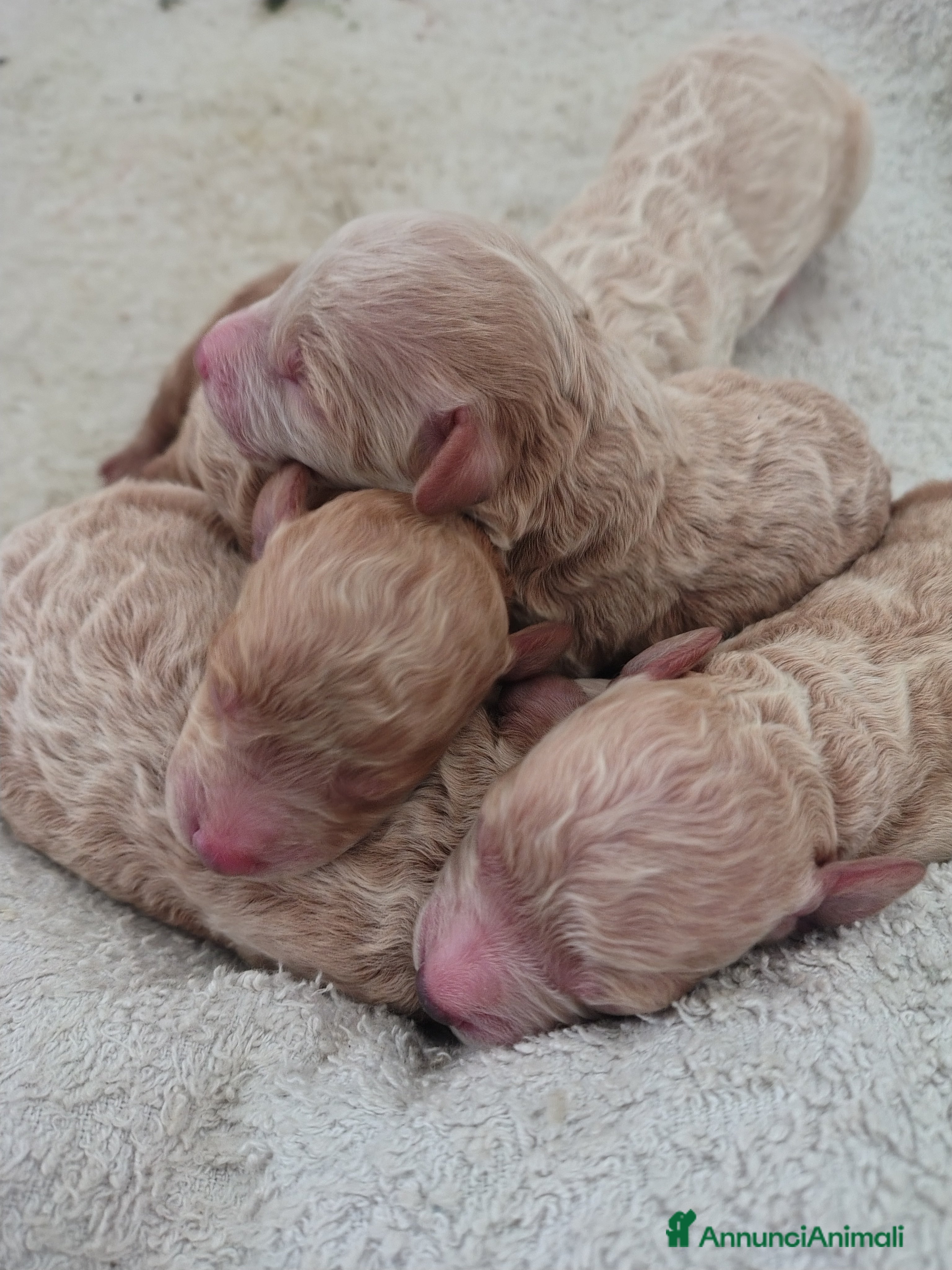 Barboncino cani Barboncini  - Annuncio 2