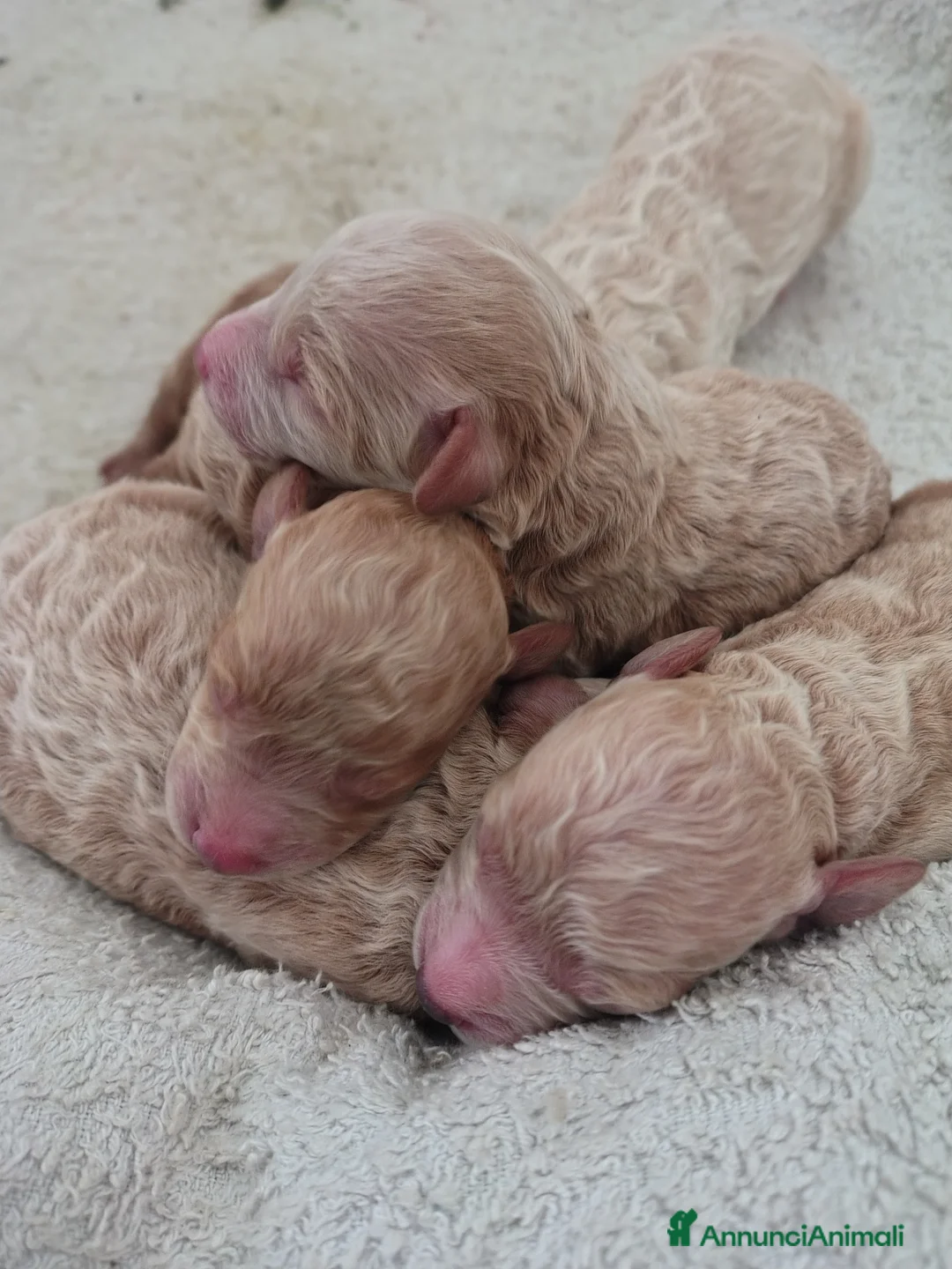 Barboncino cani in vendita: Barboncini  - Annuncio 2