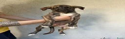 Meticcio cani in vendita: Lurcher  a Provincia di Treviso - Annuncio 5