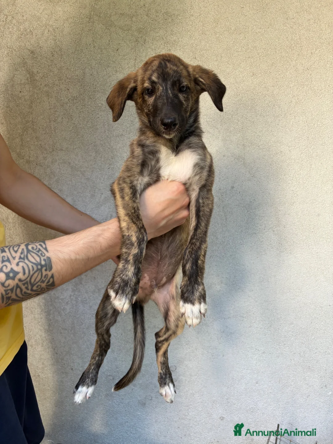 Meticcio cani in vendita: Lurcher  a Provincia di Treviso - Annuncio 5