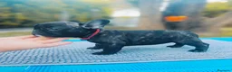 Bulldog Francese cani in vendita: Cuccioli di Bulldog francese - Annuncio 1