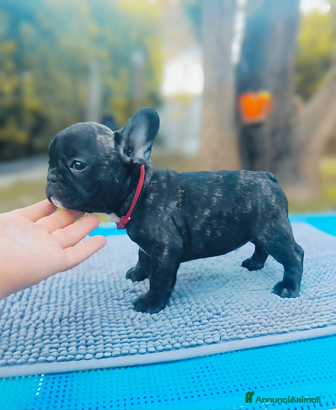 Bulldog Francese cani in vendita: Cuccioli di Bulldog francese - Annuncio 1
