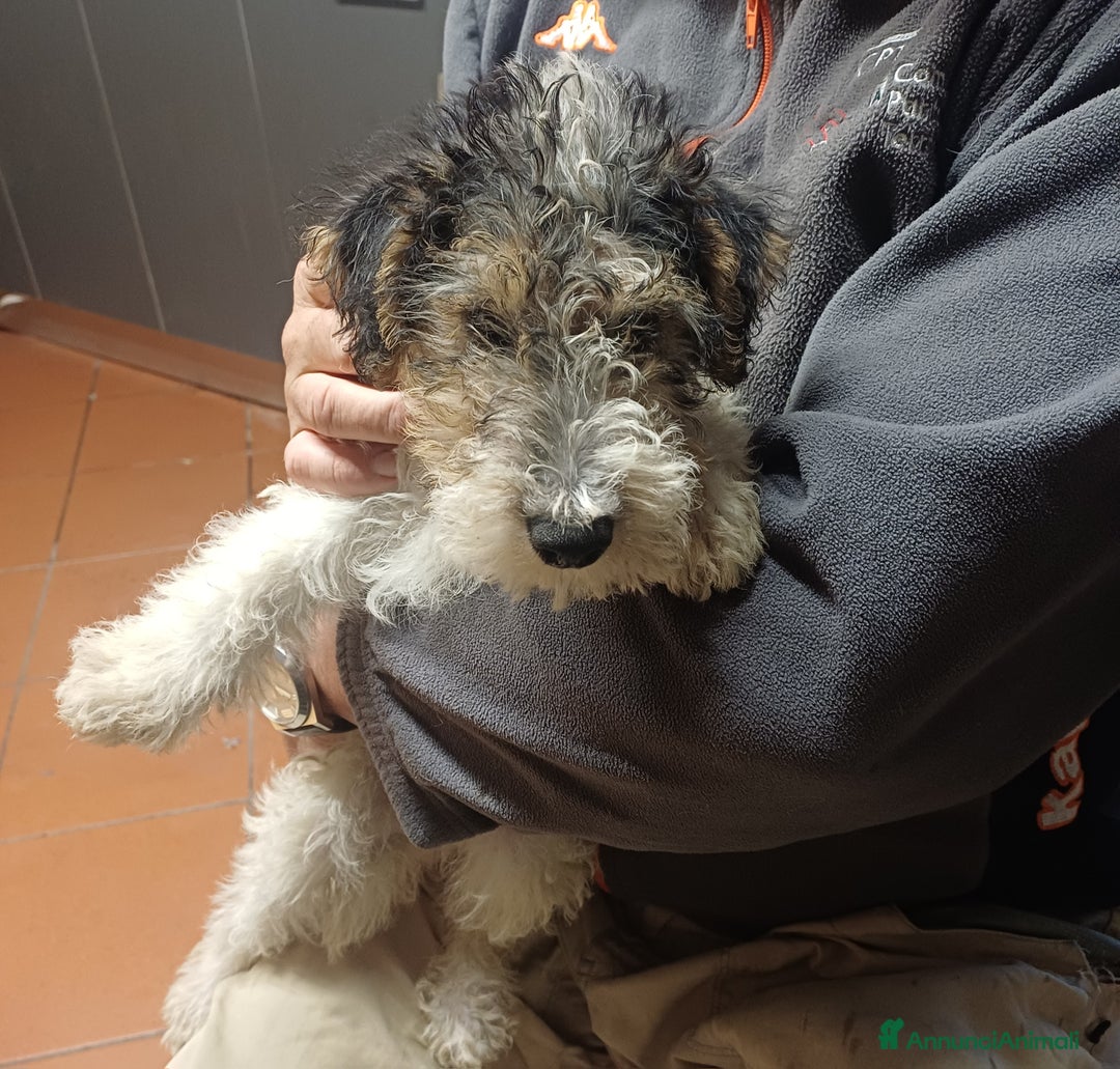 Fox Terrier cani in vendita: Vendita cuccioli fox terrier - Annuncio 2