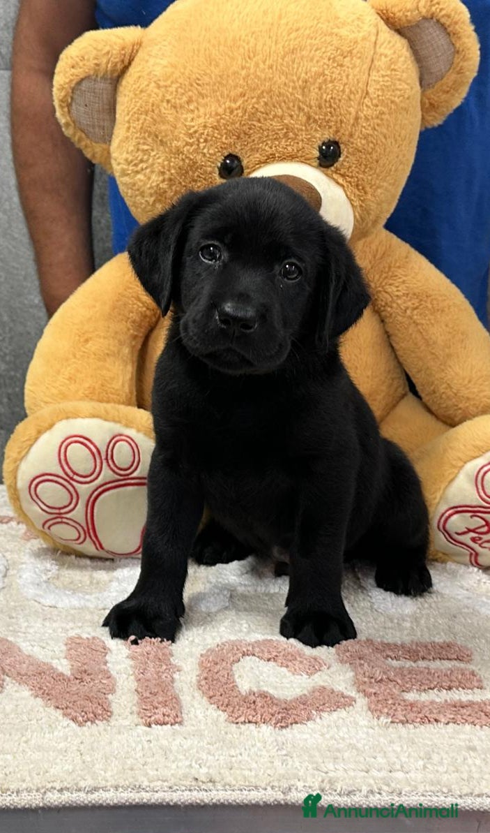 Labrador cani Cuccioli labrador retriever  - Annuncio 1