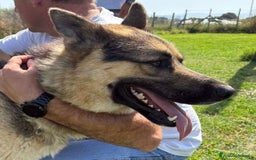 Pastore Tedesco cani in regalo: David Bowie strepitoso pastore tedesco a Provincia di Latina - Immagine 9