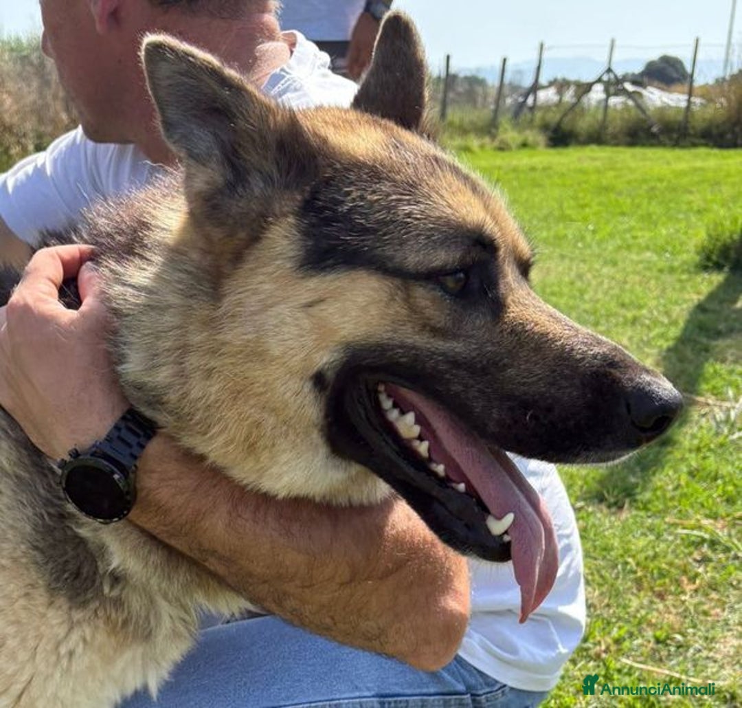 Pastore Tedesco cani in regalo: David Bowie strepitoso pastore tedesco a Provincia di Latina - Immagine 9