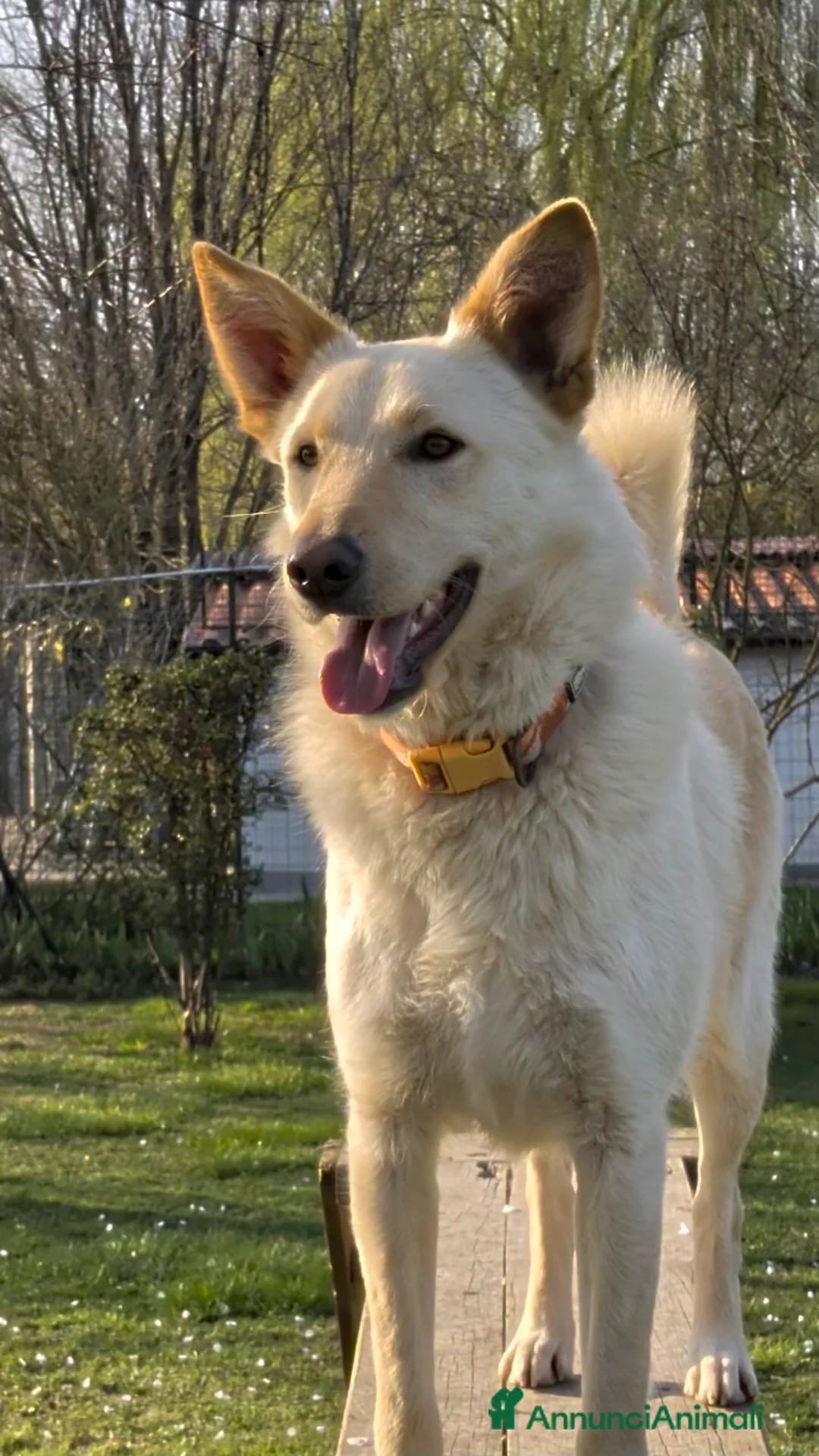 Meticcio cani in regalo: Romeo 2 anni super intelligente cerca casa 🙏🏻 - Annuncio 1