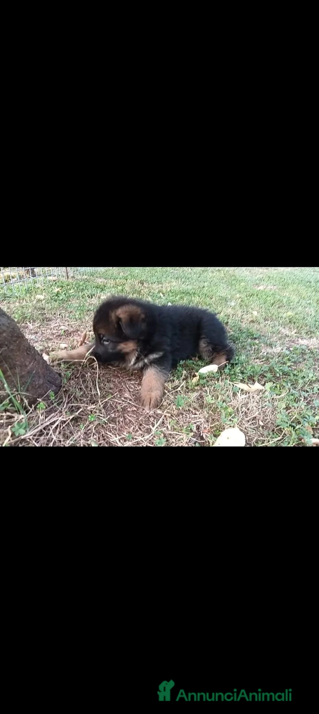 Pastore Tedesco cani in vendita: Cuccioli di Pastore Tedesco - Annuncio 2