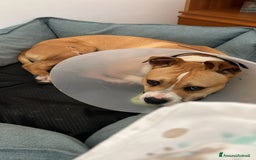 American Staffordshire cani in regalo: Cucciolone di Amstaff - Immagine 1