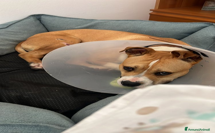 American Staffordshire cani - Annuncio 18